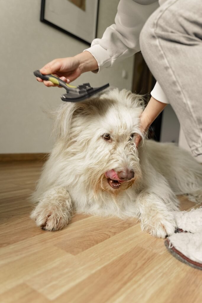 Full groom at Fern & Fawn Dog Salon, York